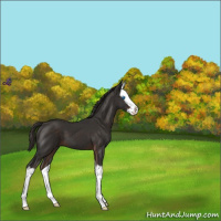 Horse Color:Liver Chestnut Splash 