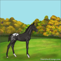 Horse Color:Liver Chestnut Appaloosa