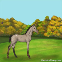 Horse Color:Liver Red Dun Appaloosa