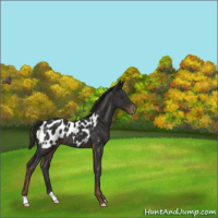 Horse Color:Liver Chestnut Appaloosa