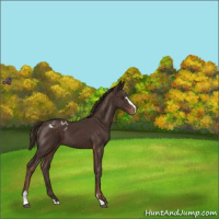 Horse Color:Liver Chestnut Sabino Appaloosa