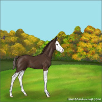Horse Color:Liver Chestnut Splash