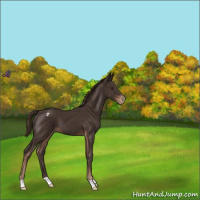 Horse Color:Liver Chestnut Appaloosa 
