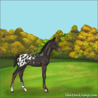 Horse Color:Liver Chestnut Sabino Appaloosa 