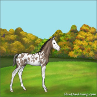Horse Color:Liver Red Dun Splash Appaloosa Rabicano