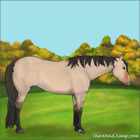 Horse Color:Bay Dun Sabino Rabicano  and Bay Dun Sabino Rabicano 