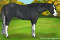 Horse Color:Black Splash 