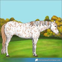 Horse Color:Chestnut Appaloosa 