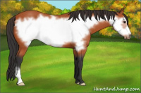 Horse Color:Bay Frame