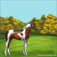 Horse Color:Bay Tobiano 