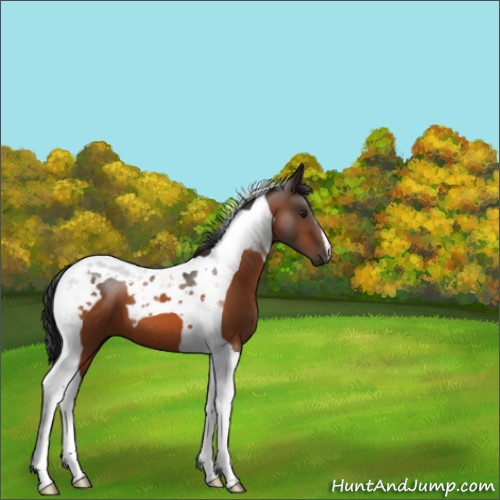 Horse Color:Brown Tobiano