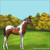 Horse Color:Bay Tobiano 