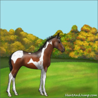 Horse Color:Bay Tobiano 