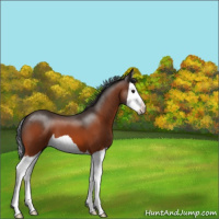 Horse Color:Brown Splash 