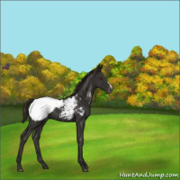 Horse Color:Liver Chestnut Appaloosa