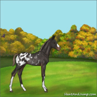 Horse Color:Liver Chestnut Appaloosa Rabicano