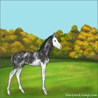 Horse Color:White Spotted Liver Chestnut Splash 