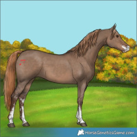 Horse Color:Liver Red Dun Sabino