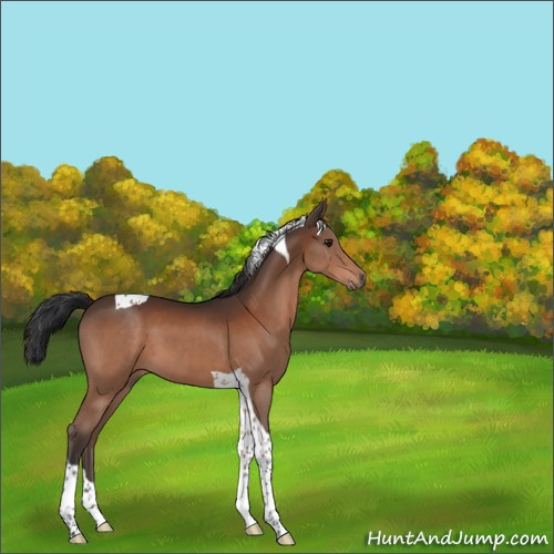 Horse Color:Brown Tobiano 
