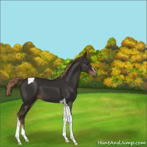 Horse Color:Liver Chestnut Sabino Tobiano 