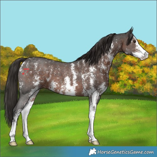 Horse Color:Liver Chestnut Sabino 