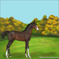 Horse Color:Liver Chestnut Sabino 