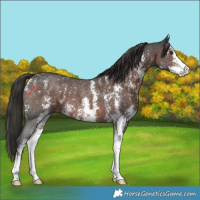 Horse Color:Liver Chestnut Sabino
