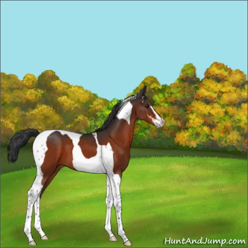 Horse Color:Brown Sabino Tobiano 