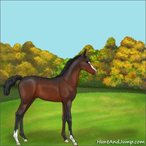 Horse Color:Brown Sabino 