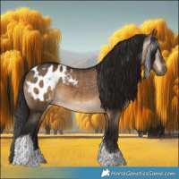 Horse Color:Gray Bay Dun Tobiano Appaloosa