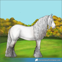 Horse Color:Gray Silver Brown Dun Sabino Blanket 