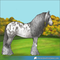 Horse Color:Gray Grullo Sabino Tobiano Appaloosa Rabicano 