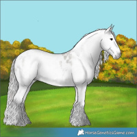 Horse Color:Gray Grullo Sabino Tobiano Appaloosa Rabicano 