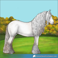 Horse Color:Gray Gold Champagne Dun Sabino Appaloosa Rabicano 