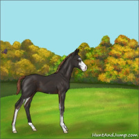 Horse Color:Liver Chestnut Sabino