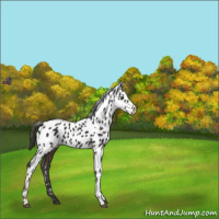 Horse Color:Liver Chestnut Appaloosa 
