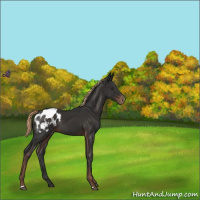 Horse Color:Liver Chestnut Blanket 