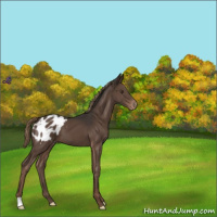 Horse Color:Liver Chestnut Blanket 