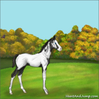 Horse Color:Liver Chestnut Splash Near Fewspot Rabicano 