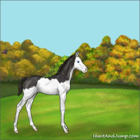 Horse Color:Liver Chestnut Splash Rabicano 