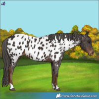 Horse Color:Liver Chestnut Blanket 