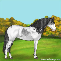 Horse Color:White Spotted Blue Roan Rabicano  and White Spotted Blue Roan Rabicano 