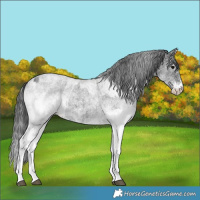 Horse Color:White Spotted Blue Roan Rabicano  and White Spotted Blue Roan Rabicano 