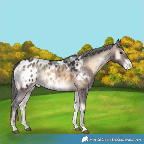 Horse Color:White Spotted Bay Onyx Appaloosa 