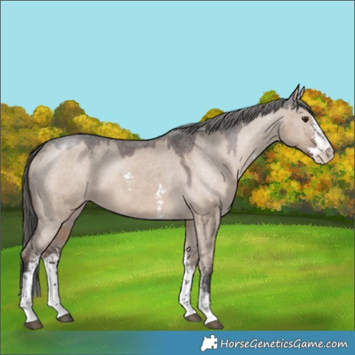 Horse Color:Liver Red Dun Sabino Appaloosa 