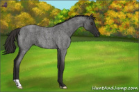 Horse Color:Liver Red Roan 