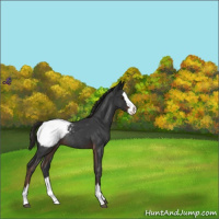 Horse Color:Liver Red Roan Sabino Splash Varnish Rabicano