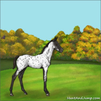 Horse Color:Liver Chestnut Near Leopard 