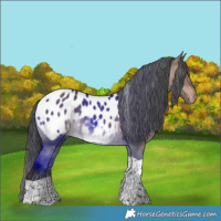 Horse Color:Brown Dun Tobiano Appaloosa 