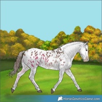 Horse Color:Bay Dun Tobiano Appaloosa 